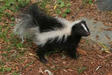Skunk!!!!